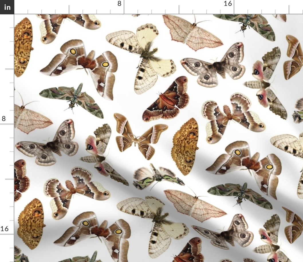 Moths on white