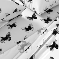 butterfly – black white