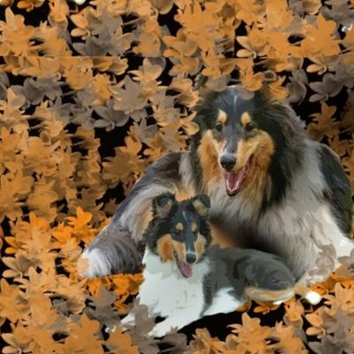 Collies and leaves