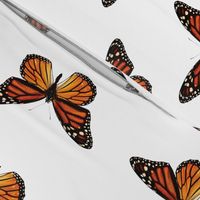 Botanical Butterfly, Monarch