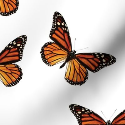 Botanical Butterfly, Monarch