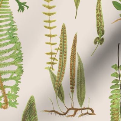 Ferns on Parchment // LARGE