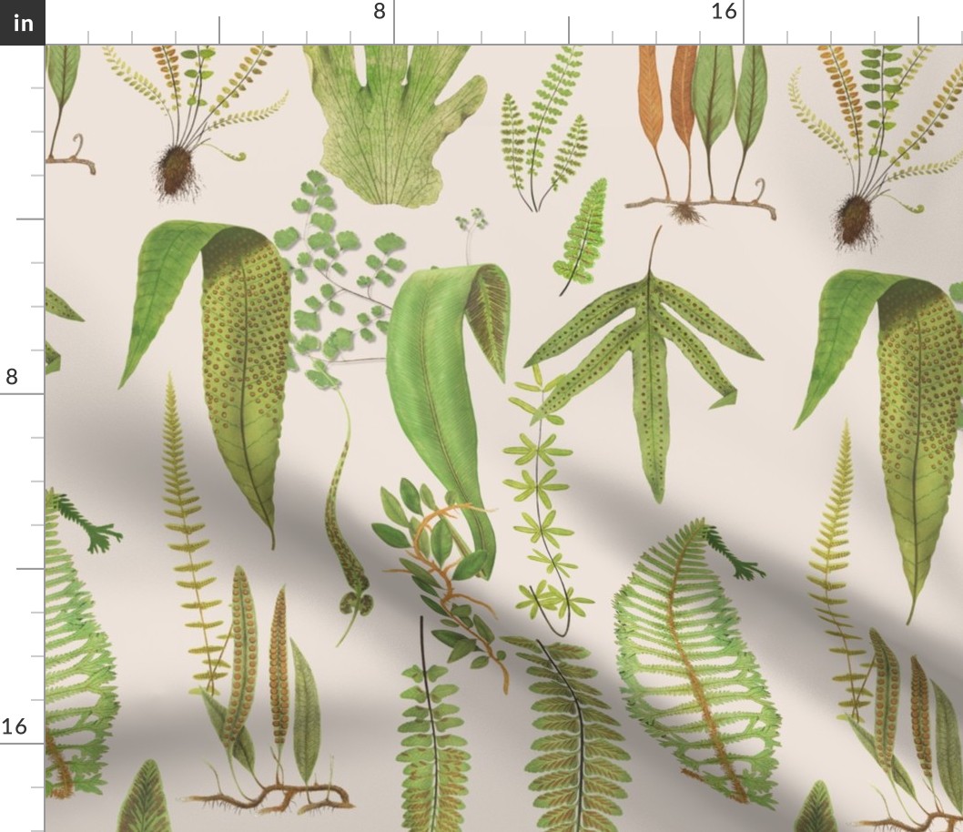 Ferns on Parchment // LARGE