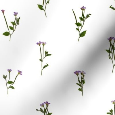 PRESSED FLOWERS - Chickweed Willowherb - Open