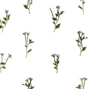 PRESSED FLOWERS - Chickweed Willowherb - Open