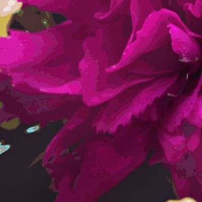 magenta carnation flower