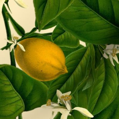 Lemon Botanical ~ Trianon Cream