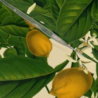 Lemon Botanical ~ Trianon Cream
