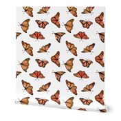 Monarch butterfly pastel on white background