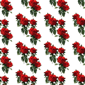 Redoute Roses ~ Riot of Red Jumble ~ Small