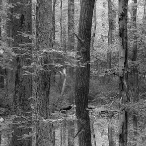 Forest For The Trees ~ Black and White