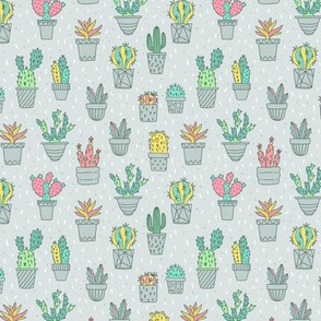 cacti color pattern 