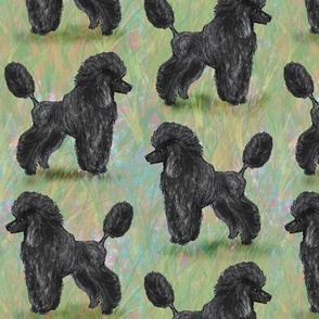 Black Poodle on Pastels