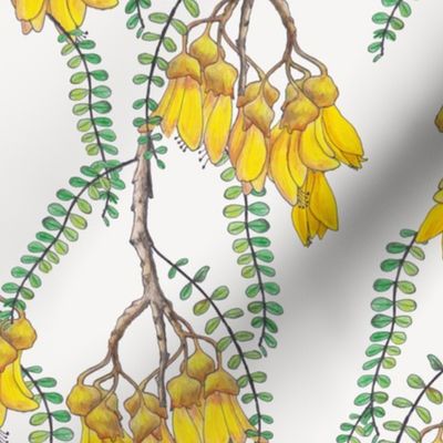 Branches of Kowhai