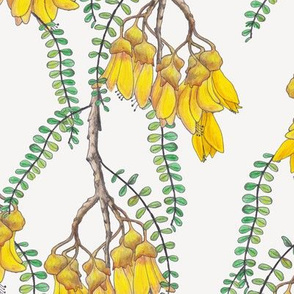 Branches of Kowhai