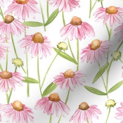 Echinacea