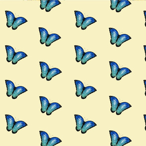 butterflies collection