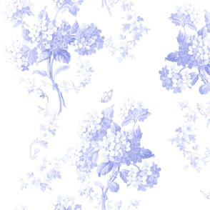 Edwina BlueViolet on white