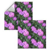 Rhododendron_Cd