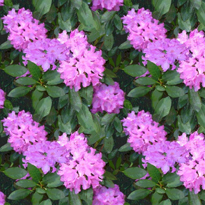 Rhododendron_Cd