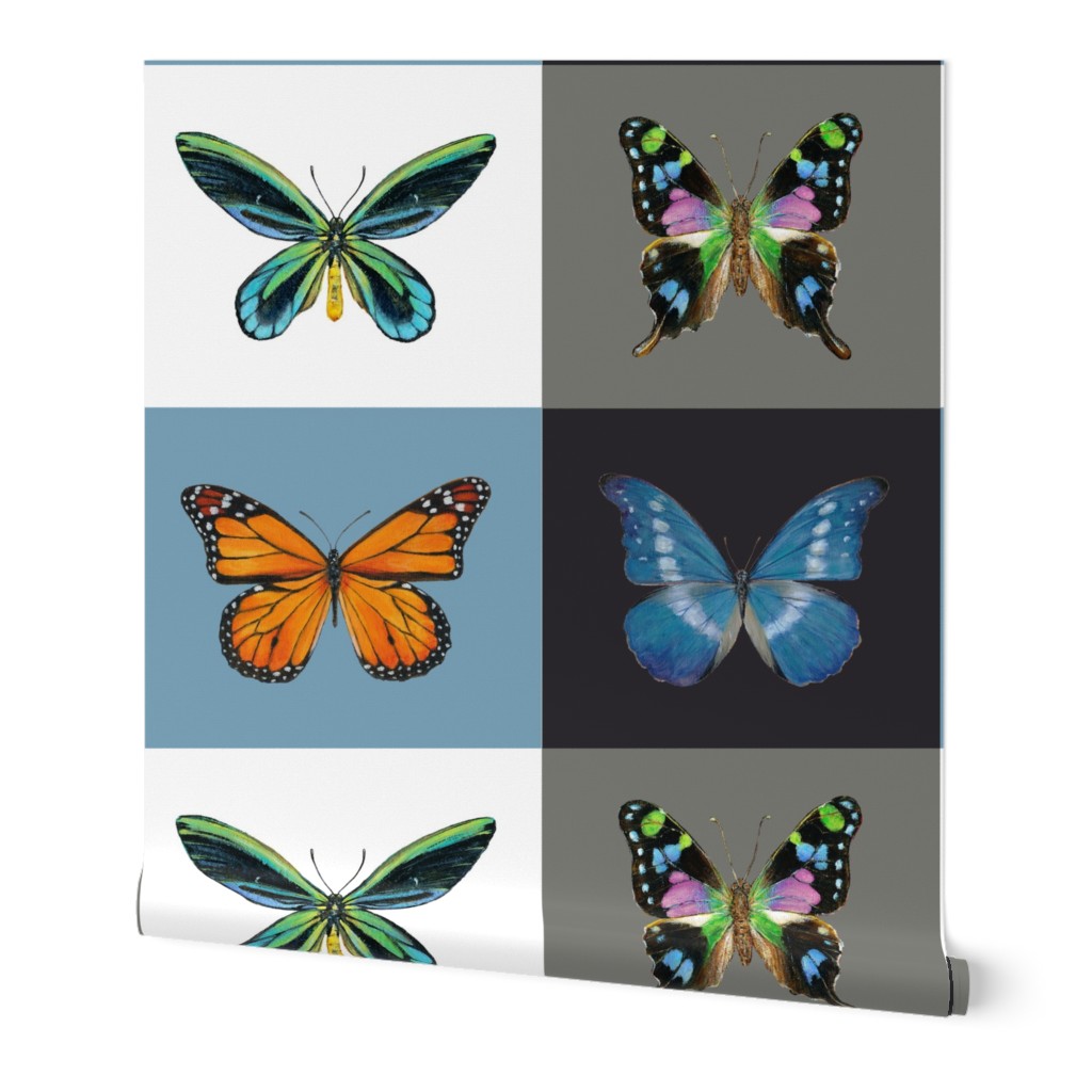 Butterfly Paintings by Angela