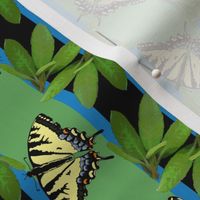 butterfly_stripe_2_plus_leaves