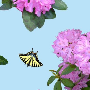 Tiger_Swallowtail_butterflies_and_Rhododendron_collection_A