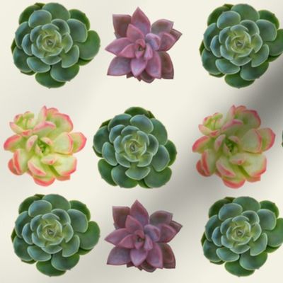 Succulents