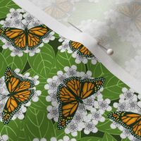 Monarchs on Milkweed