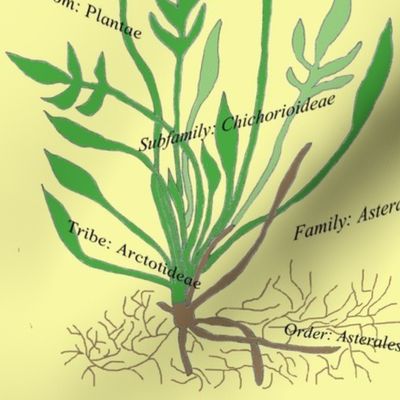 Plant sketchbook