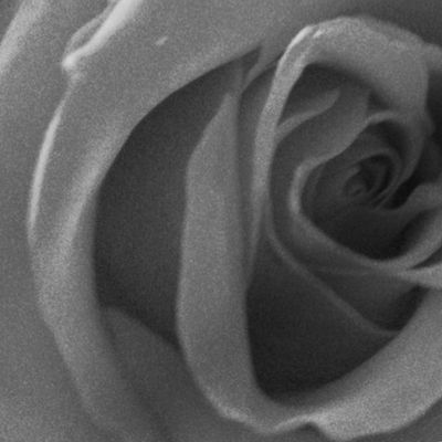 Shades of Grey Rose