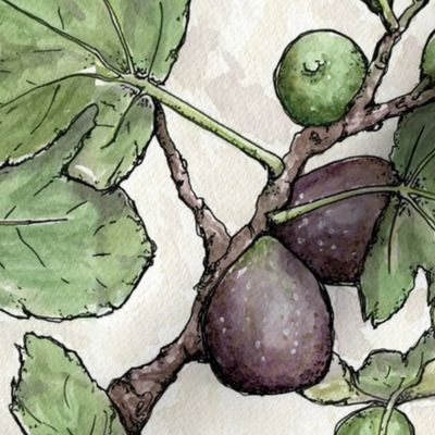 Purple figs and green leaves, botanical watercolour