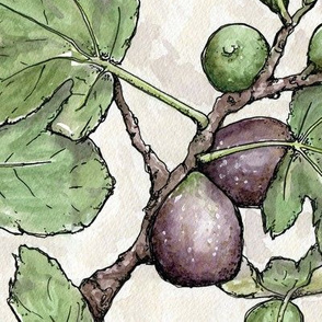 Purple figs and green leaves, botanical watercolour