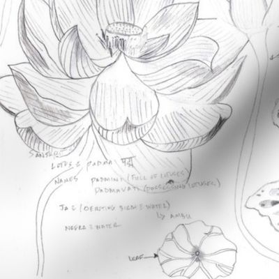 Lotus_Study_orig_horiz