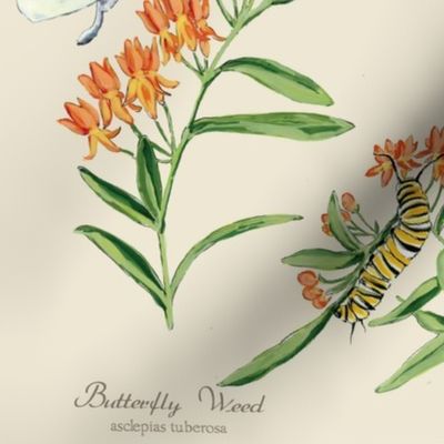 Botanical Sketchbook -  Milkweed and Butterfly Bush 