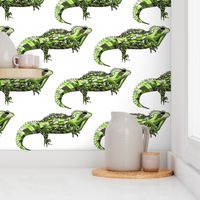 Tuatara on white