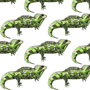 Tuatara on white