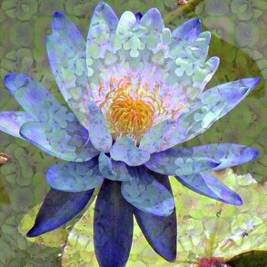 Blue Water Lily 4068-ed