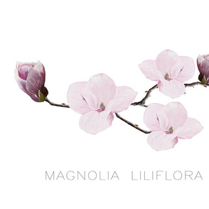 Botanicals_Magnolia