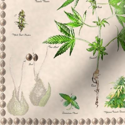 Cannabis Botanical 12x12