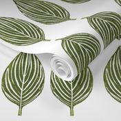 hosta leaves - off white background