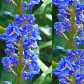 blue bells