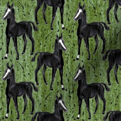 Black Foal on Greens
