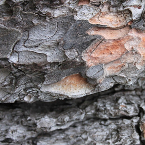 Pine Tree Bark