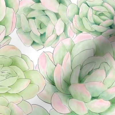 Hand Painted Succulent Wallpaper