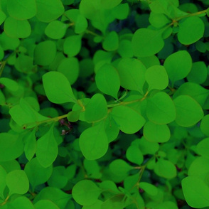 Dark Green Leaves 