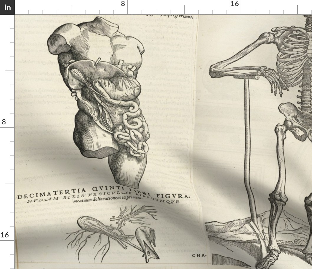 De humani corporis fabrica