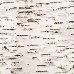 Birch bark HD wallpapers  Pxfuel