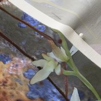 Silky_Blue_orchid_with_Blue_rusty_tin_spoonflower