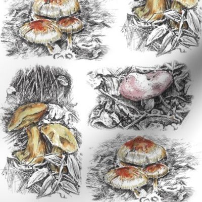 Mushrooms, Pen and Ink